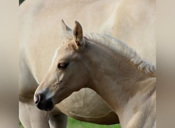 American Quarter Horse, Hengst, , 150 cm, Palomino