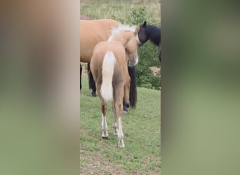 American Quarter Horse, Hengst, Fohlen (04/2025), 150 cm, Palomino