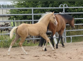 American Quarter Horse, Hengst, Fohlen (04/2025), 150 cm, Palomino