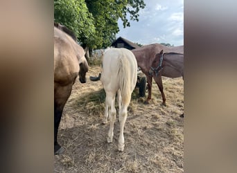 American Quarter Horse, Hengst, Fohlen (05/2024), 150 cm, Perlino