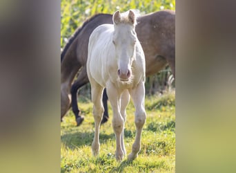 American Quarter Horse, Hengst, Fohlen (05/2024), 150 cm, Perlino