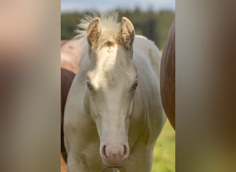 American Quarter Horse, Hengst, Fohlen (05/2024), 150 cm, Perlino