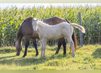 American Quarter Horse, Hengst, Fohlen (05/2024), 150 cm, Perlino