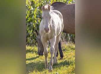 American Quarter Horse, Hengst, Fohlen (05/2024), 150 cm, Perlino