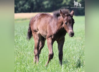 American Quarter Horse, Hengst, , 150 cm, Rappe