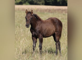 American Quarter Horse, Hengst, , 150 cm, Rappe