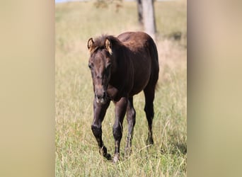 American Quarter Horse, Hengst, , 150 cm, Rappe