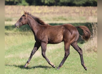 American Quarter Horse, Hengst, , 150 cm, Rappe