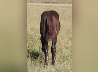 American Quarter Horse, Hengst, , 150 cm, Rappe