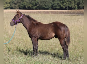 American Quarter Horse, Hengst, , 150 cm, Rappe