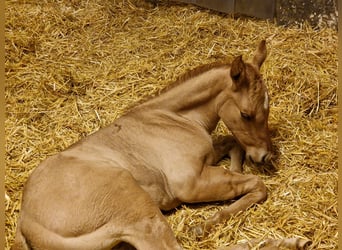 American Quarter Horse, Hengst, Fohlen (04/2024), 150 cm, Red Dun