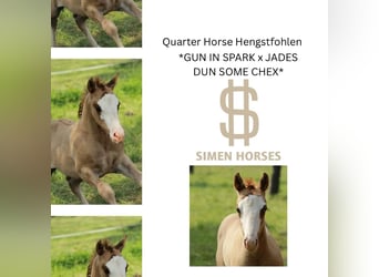 American Quarter Horse, Hengst, , 150 cm, Red Dun