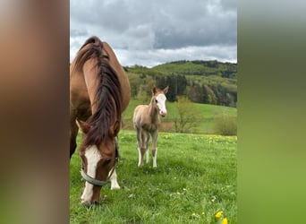 American Quarter Horse, Hengst, , 150 cm, Red Dun