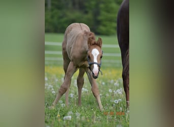 American Quarter Horse, Hengst, Fohlen (04/2024), 150 cm, Red Dun