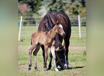 American Quarter Horse, Hengst, Fohlen (01/2026), 150 cm, Roan-Bay