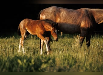 American Quarter Horse, Hengst, , 150 cm, Roan-Bay