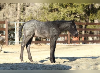 American Quarter Horse, Hengst, , 150 cm, Roan-Blue