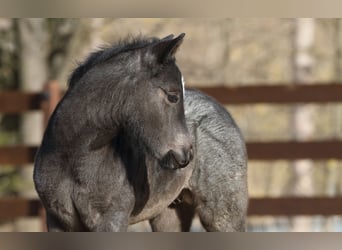 American Quarter Horse, Hengst, , 150 cm, Roan-Blue