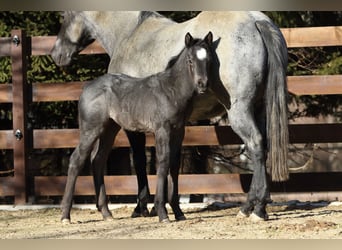 American Quarter Horse, Hengst, , 150 cm, Roan-Blue