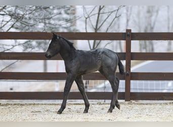 American Quarter Horse, Hengst, , 150 cm, Roan-Blue