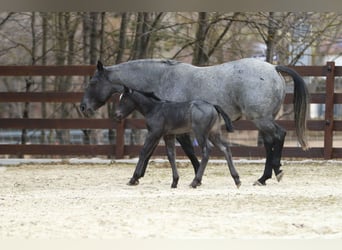 American Quarter Horse, Hengst, , 150 cm, Roan-Blue