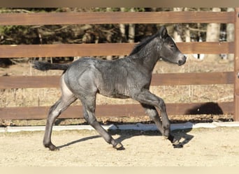 American Quarter Horse, Hengst, , 150 cm, Roan-Blue