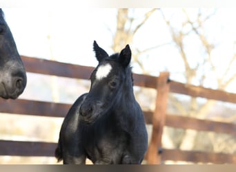 American Quarter Horse, Hengst, , 150 cm, Roan-Blue