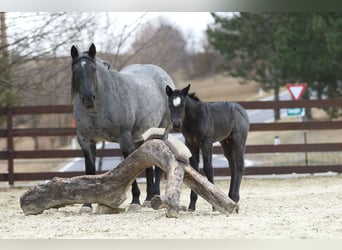 American Quarter Horse, Hengst, , 150 cm, Roan-Blue