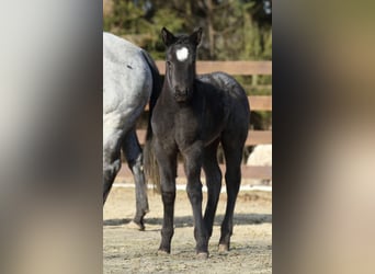 American Quarter Horse, Hengst, , 150 cm, Roan-Blue