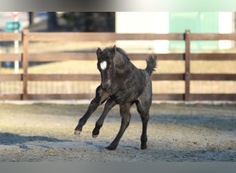 American Quarter Horse, Hengst, , 150 cm, Roan-Blue