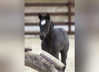 American Quarter Horse, Hengst, , 150 cm, Roan-Blue