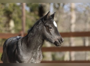 American Quarter Horse, Hengst, , 150 cm, Roan-Blue