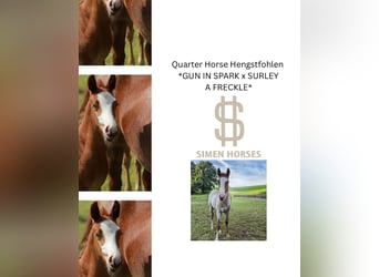 American Quarter Horse, Hengst, Fohlen (05/2025), 150 cm, Roan-Red