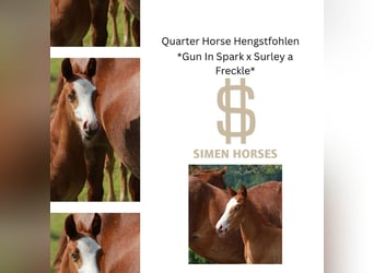 American Quarter Horse, Hengst, , 150 cm, Roan-Red