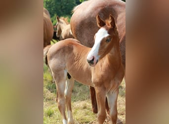 American Quarter Horse, Hengst, , 150 cm, Roan-Red