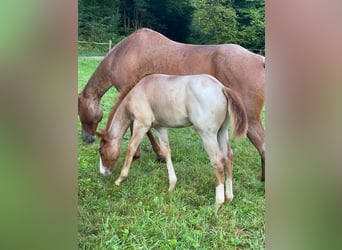 American Quarter Horse, Hengst, Fohlen (05/2025), 150 cm, Roan-Red