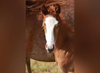 American Quarter Horse, Hengst, , 150 cm, Roan-Red