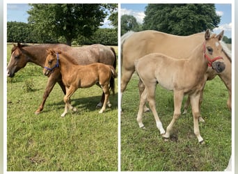 American Quarter Horse, Hengst, , 150 cm, Roan-Red