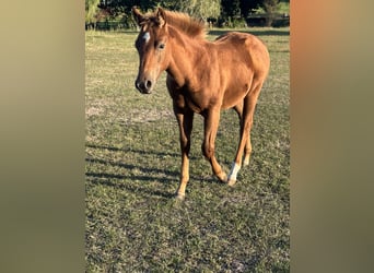 American Quarter Horse, Hengst, Fohlen (05/2026), 150 cm, Rotfuchs