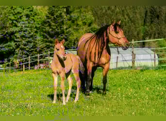 American Quarter Horse, Hengst, , 150 cm