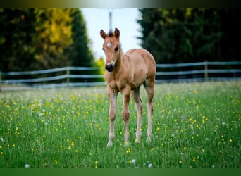 American Quarter Horse, Hengst, , 150 cm