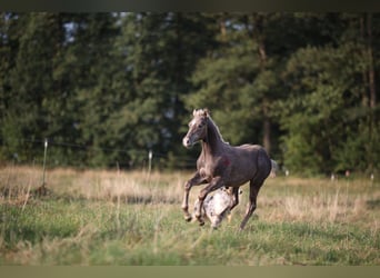 American Quarter Horse, Hengst, , 150 cm