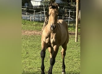 American Quarter Horse, Hengst, Fohlen (05/2025), 150 cm