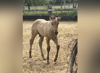 American Quarter Horse, Hengst, , 150 cm