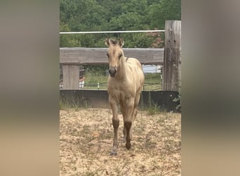 American Quarter Horse, Hengst, , 150 cm