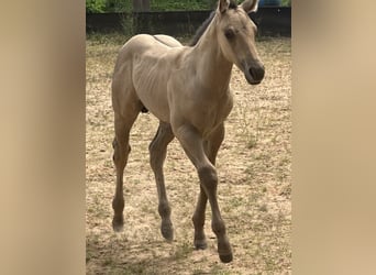 American Quarter Horse, Hengst, , 150 cm
