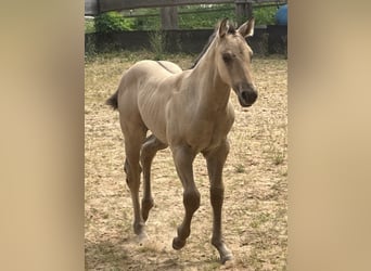 American Quarter Horse, Hengst, , 150 cm