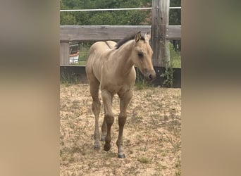 American Quarter Horse, Hengst, , 150 cm