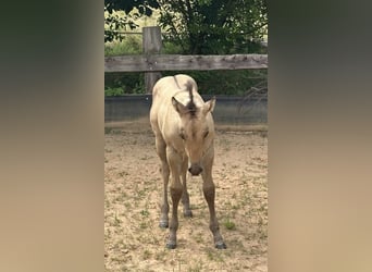 American Quarter Horse, Hengst, , 150 cm