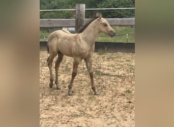 American Quarter Horse, Hengst, , 150 cm